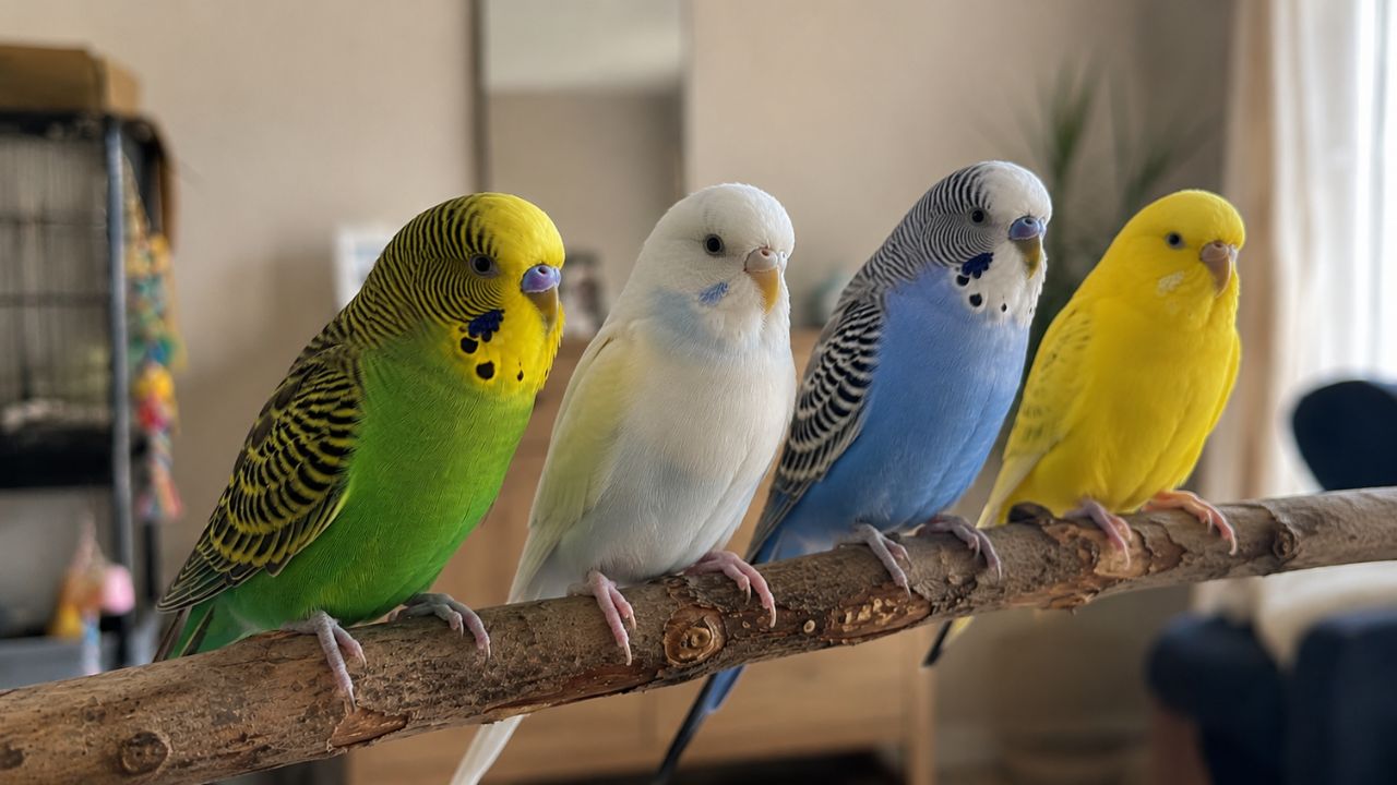 Budgie sitting on perch in UK home