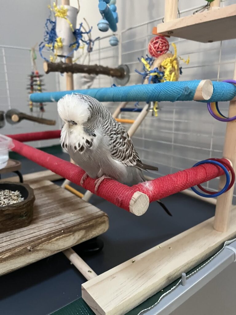 Budgie sitting quietly on perch in peaceful UK home