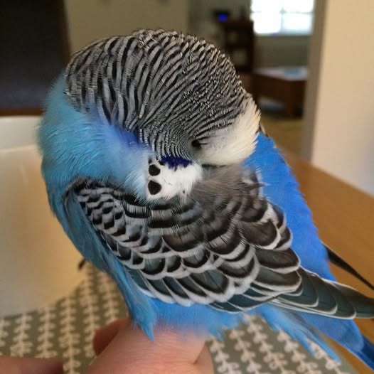 Budgie sleeping during daytime hours in cage