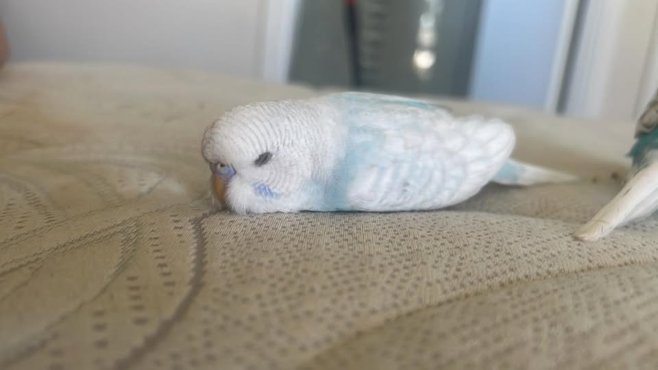 Budgie sleeping with both feet flat on perch