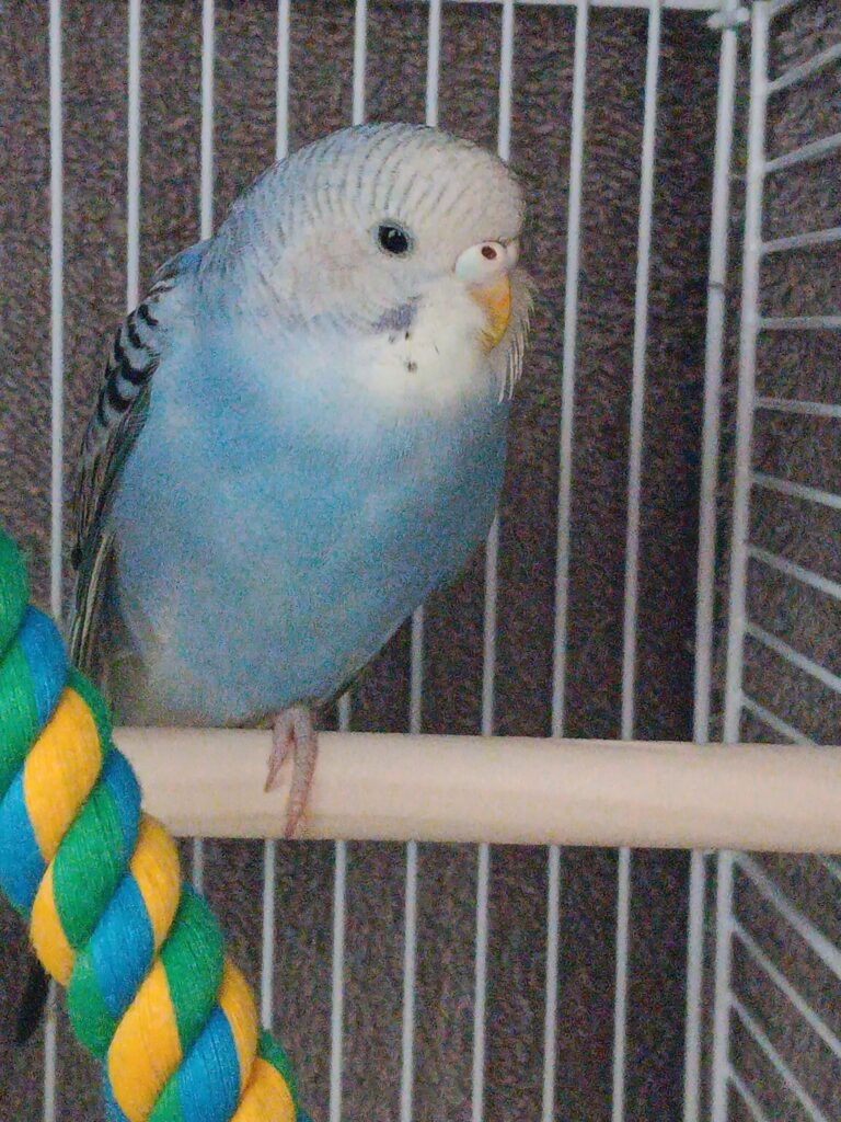 Budgie stretching wing yawning normal morning routine UK