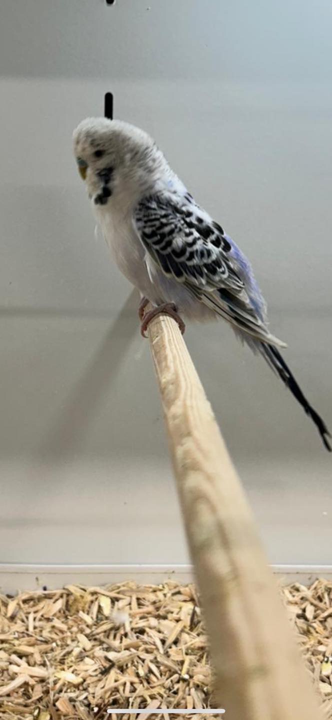 Budgie tail bobbing while resting showing breathing problem