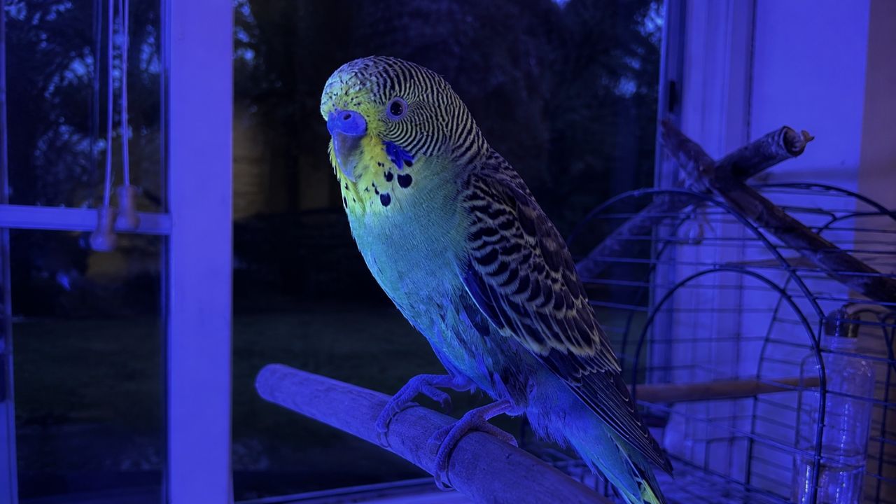 Budgie under UV full spectrum lamp UK