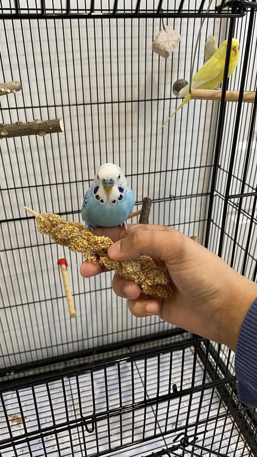 Budgie using foraging toy in cage