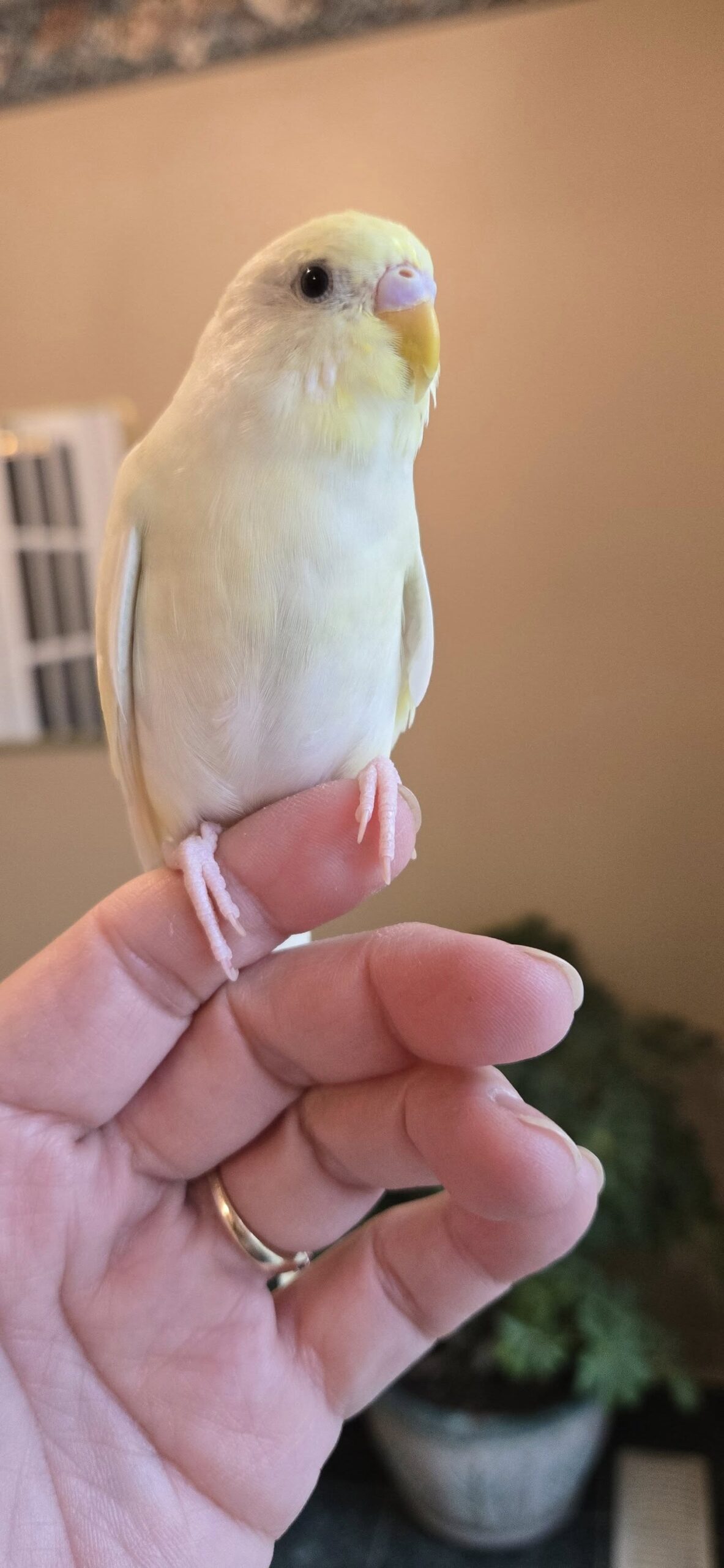 Budgie vocalising on perch — can budgies talk Paradise Pets Swindon