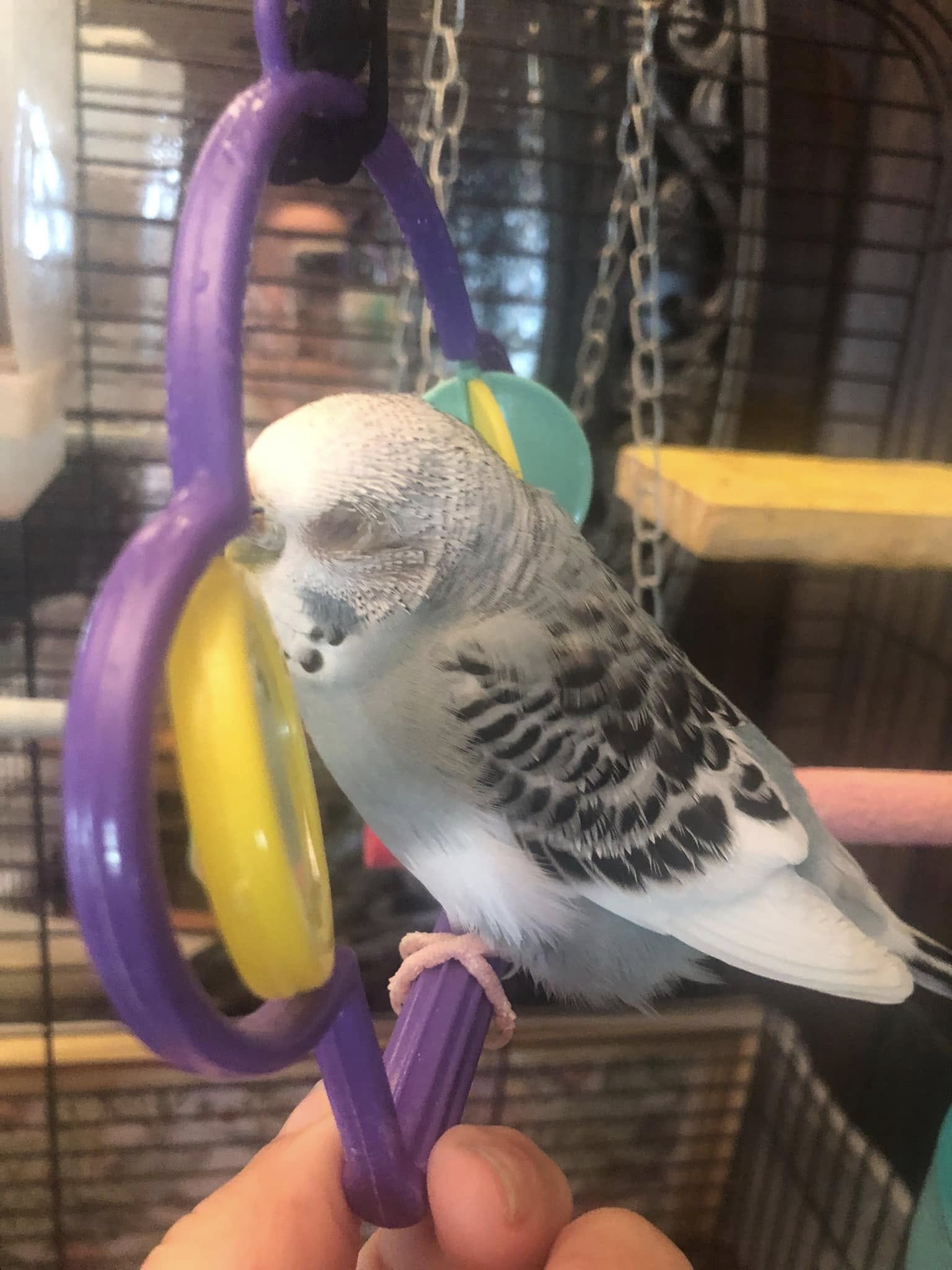 Budgie with closed eyes not reacting during daytime
