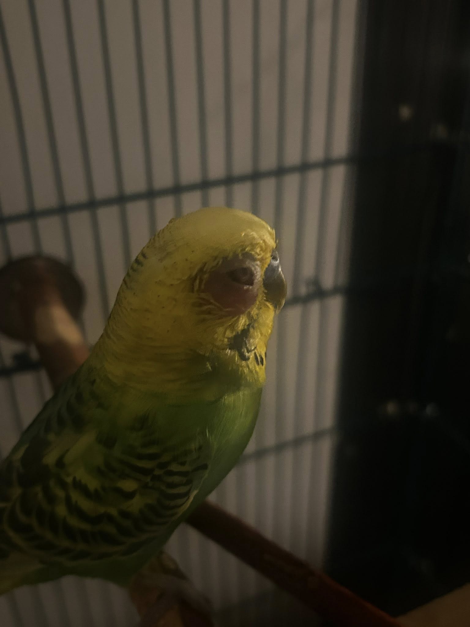 Budgie with eye infection swelling discharge UK vet visit