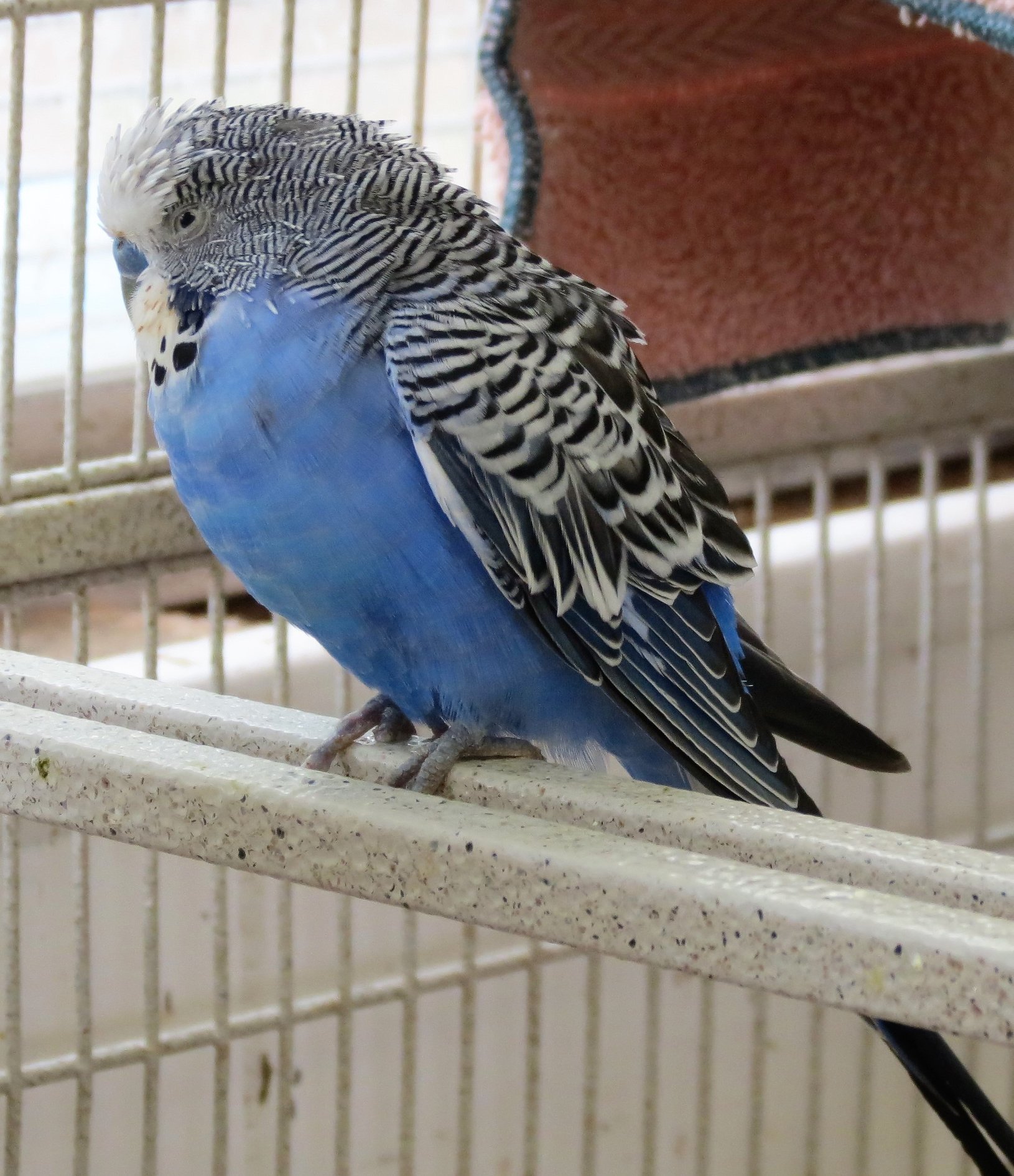 Budgie with fluffed up feathers showing illness