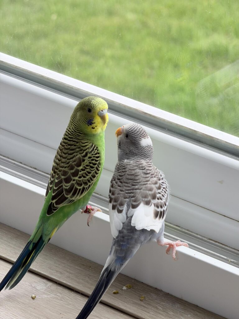 Budgie with mirror toy UK considerations careful use 