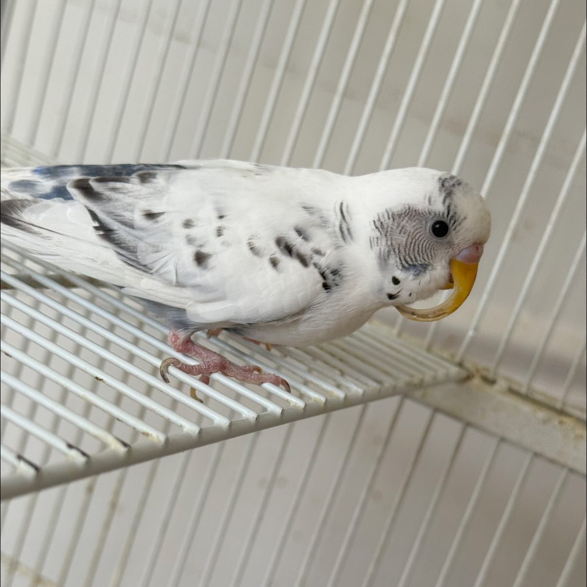 Budgie with overgrown beak that needs trimming by a vet