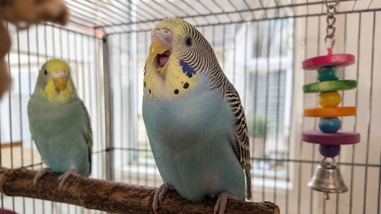 Budgie yawning open beak UK owner health guide concern