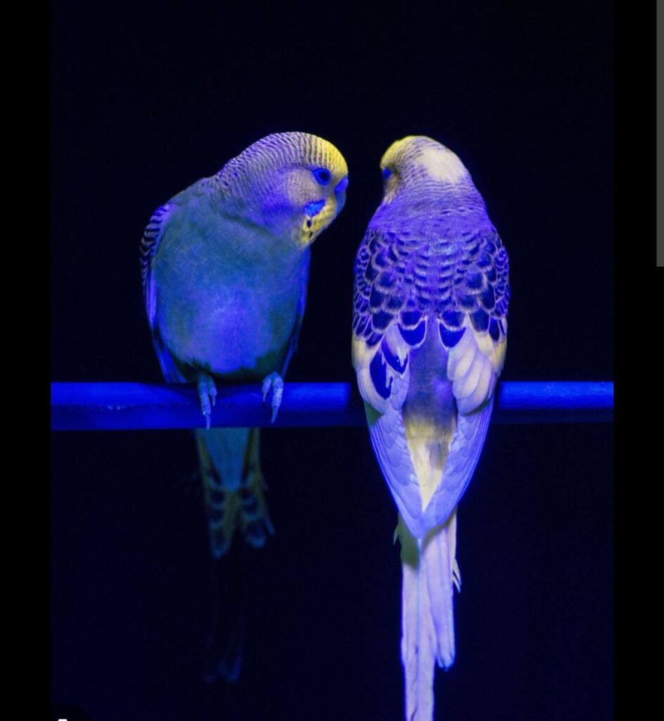 Budgies under UV lamp vivid plumage UK