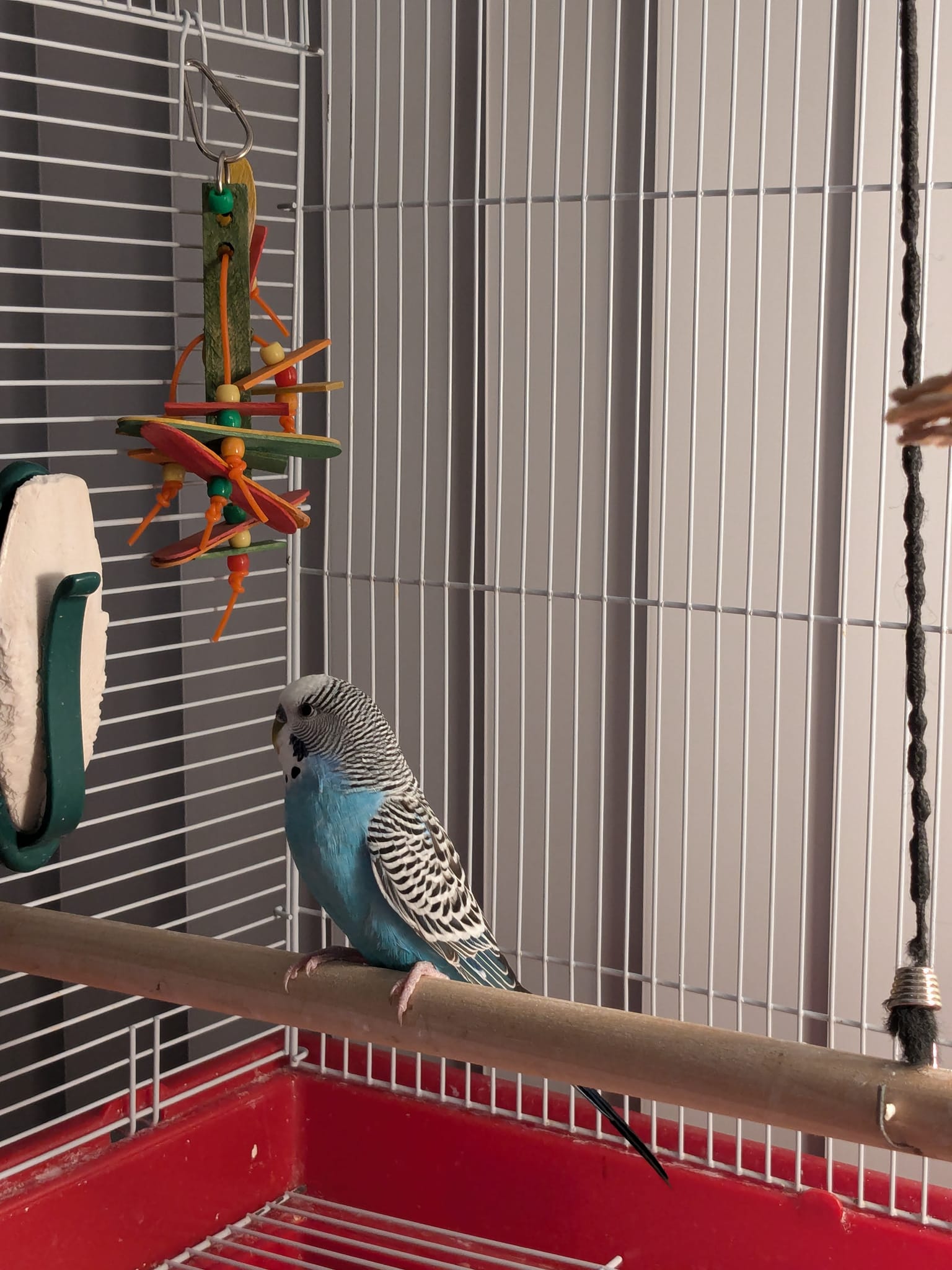 Calm budgie companion for senior UK home retirement pet