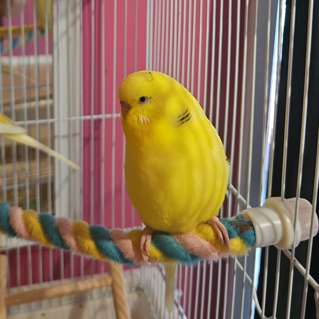 Calm budgie trusting UK owner finger rebuilt bond