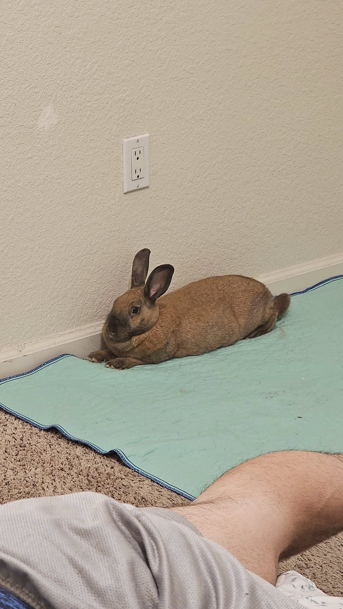 Calm settled rabbit normal behaviour UK owner guide