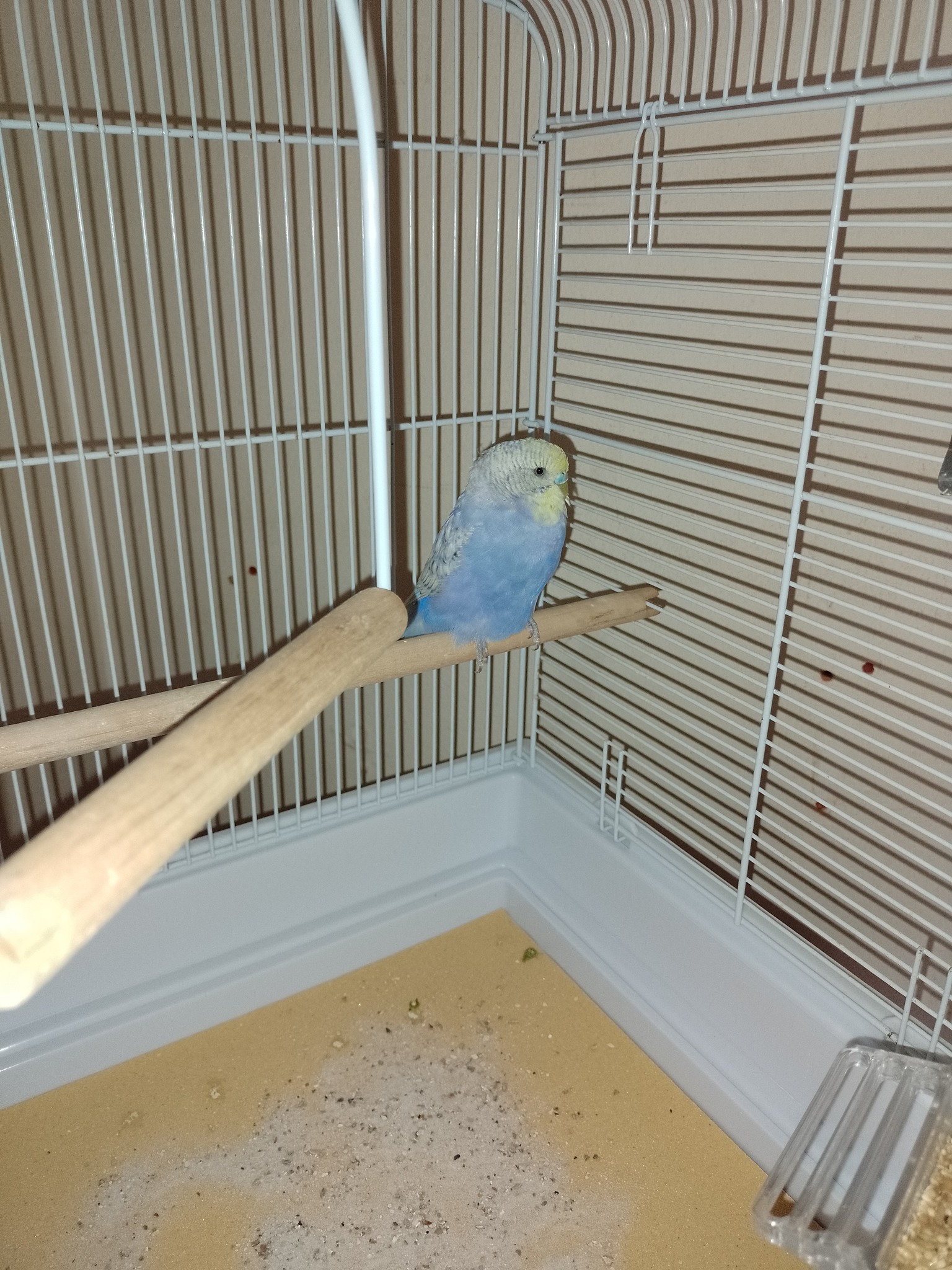 Calm watchful young budgie UK pet shop choosing for seniors