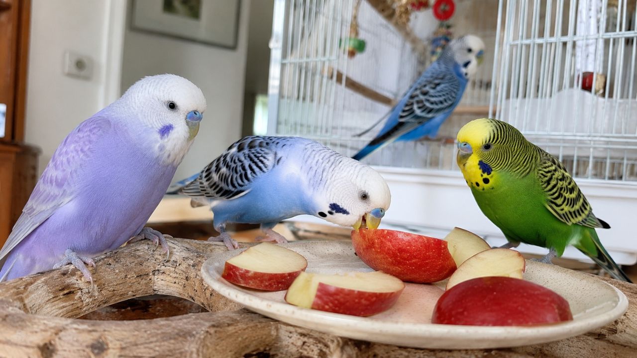 Can budgies eat apples UK honest feeding guide answer