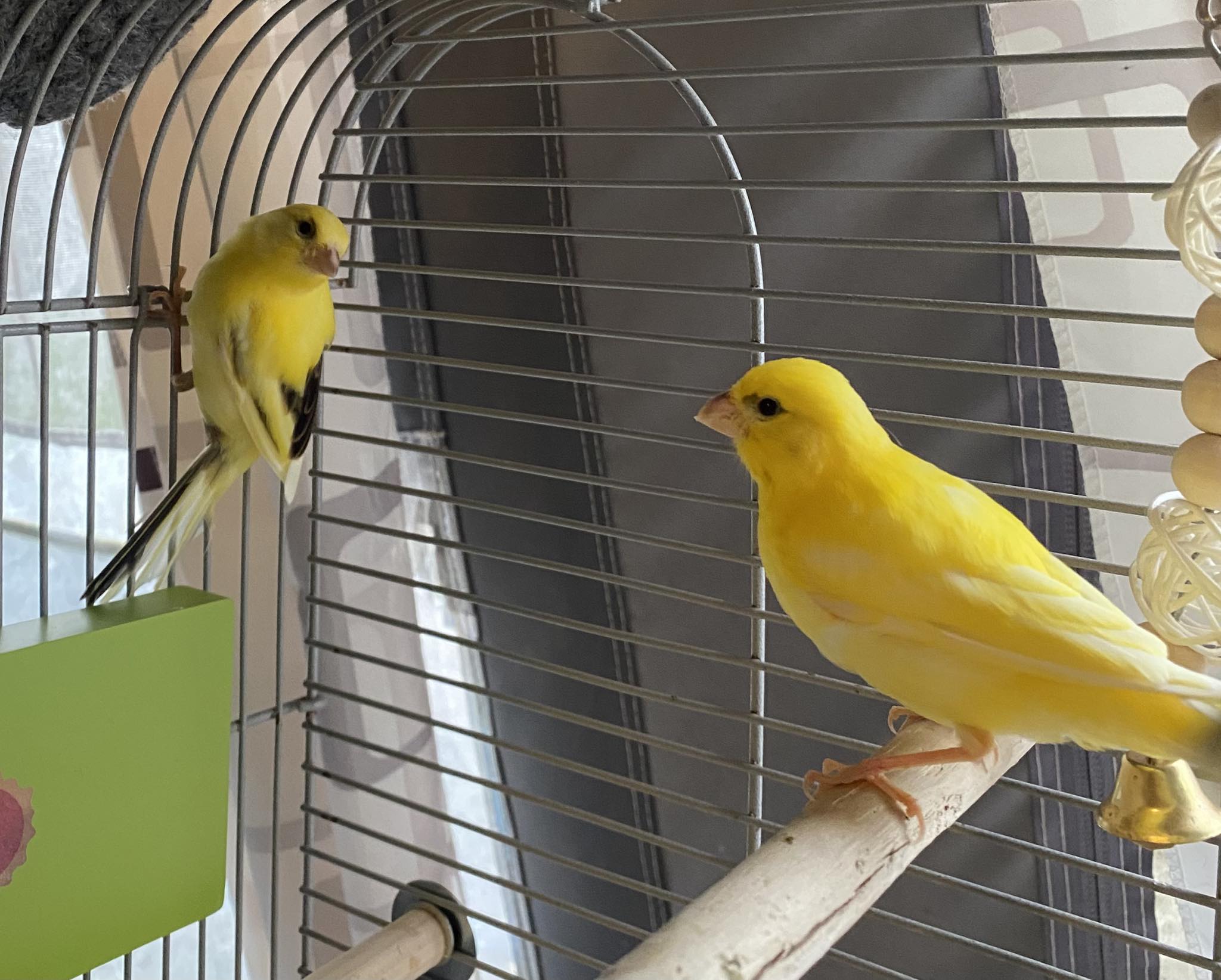 Canary cage near window UK natural daylight singing