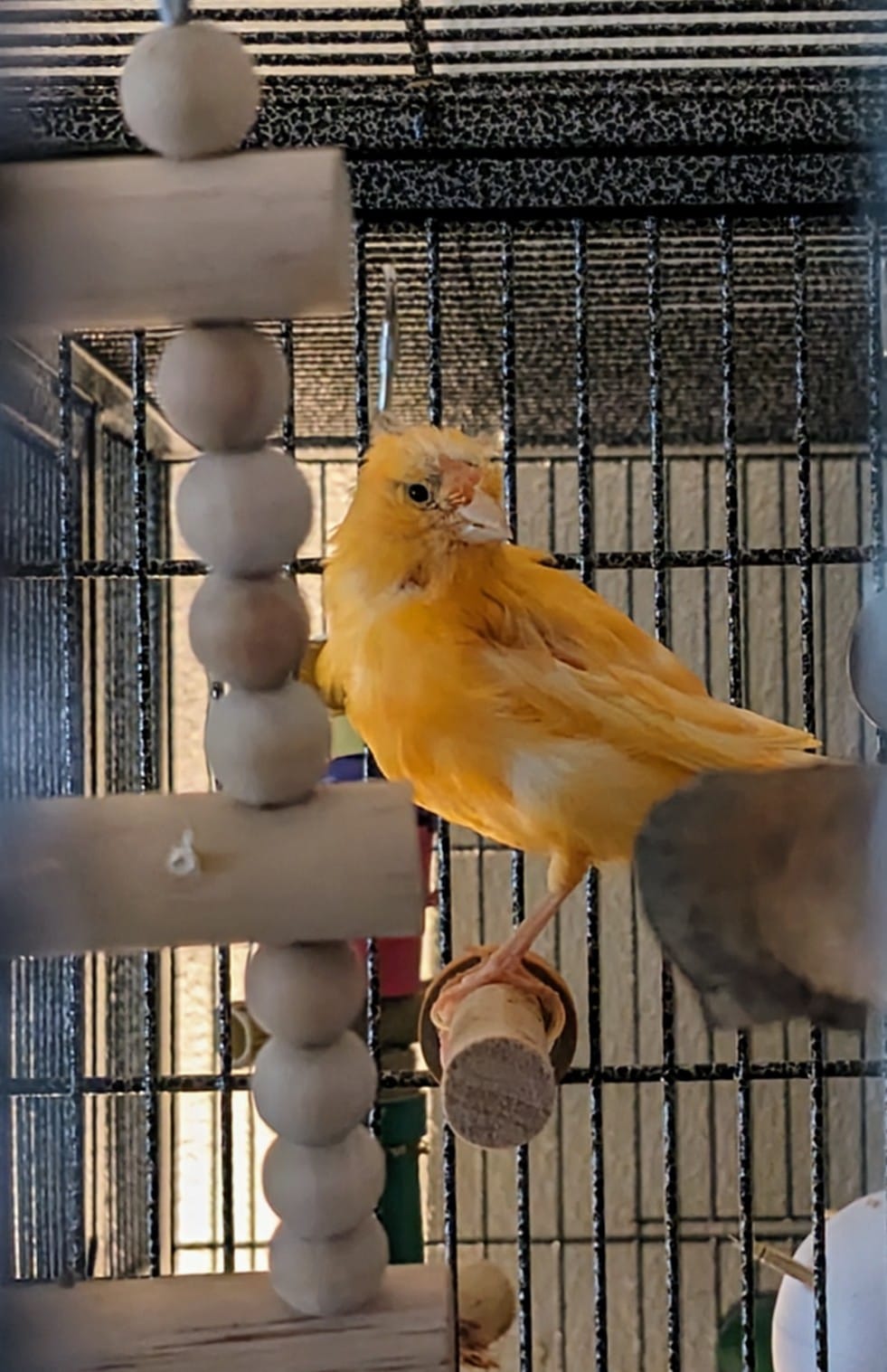Canary moulting and replacing feathers in late summer