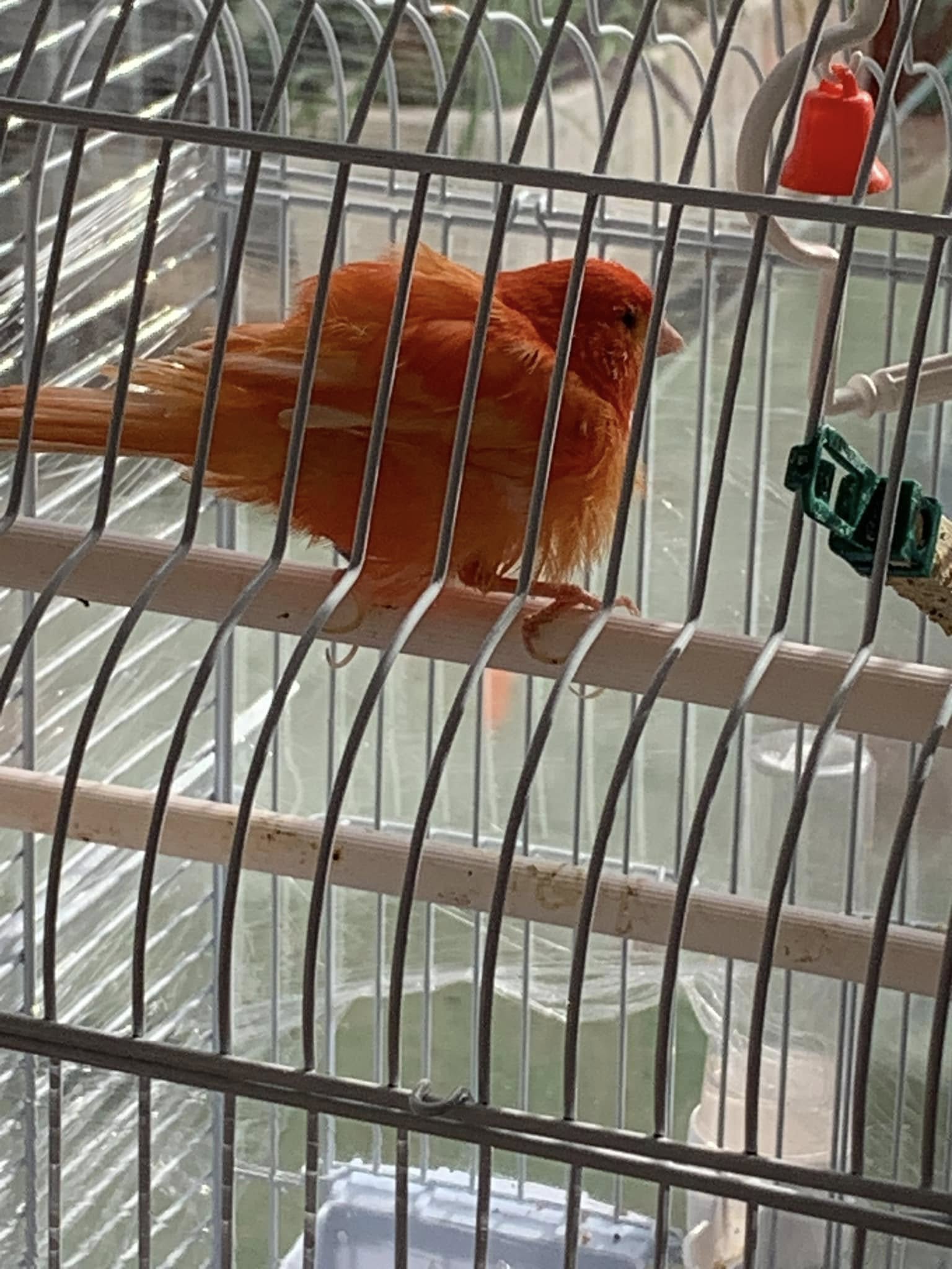 Canary moulting feathers in cage UK seasonal change