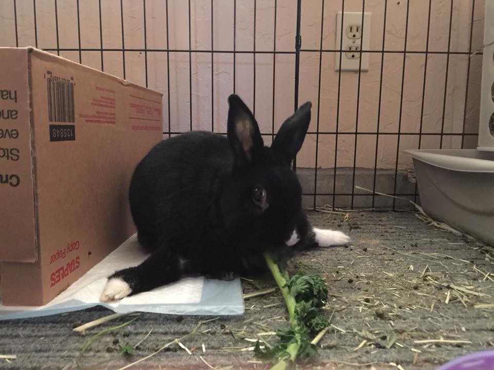 Checking rabbit inner front paws UK