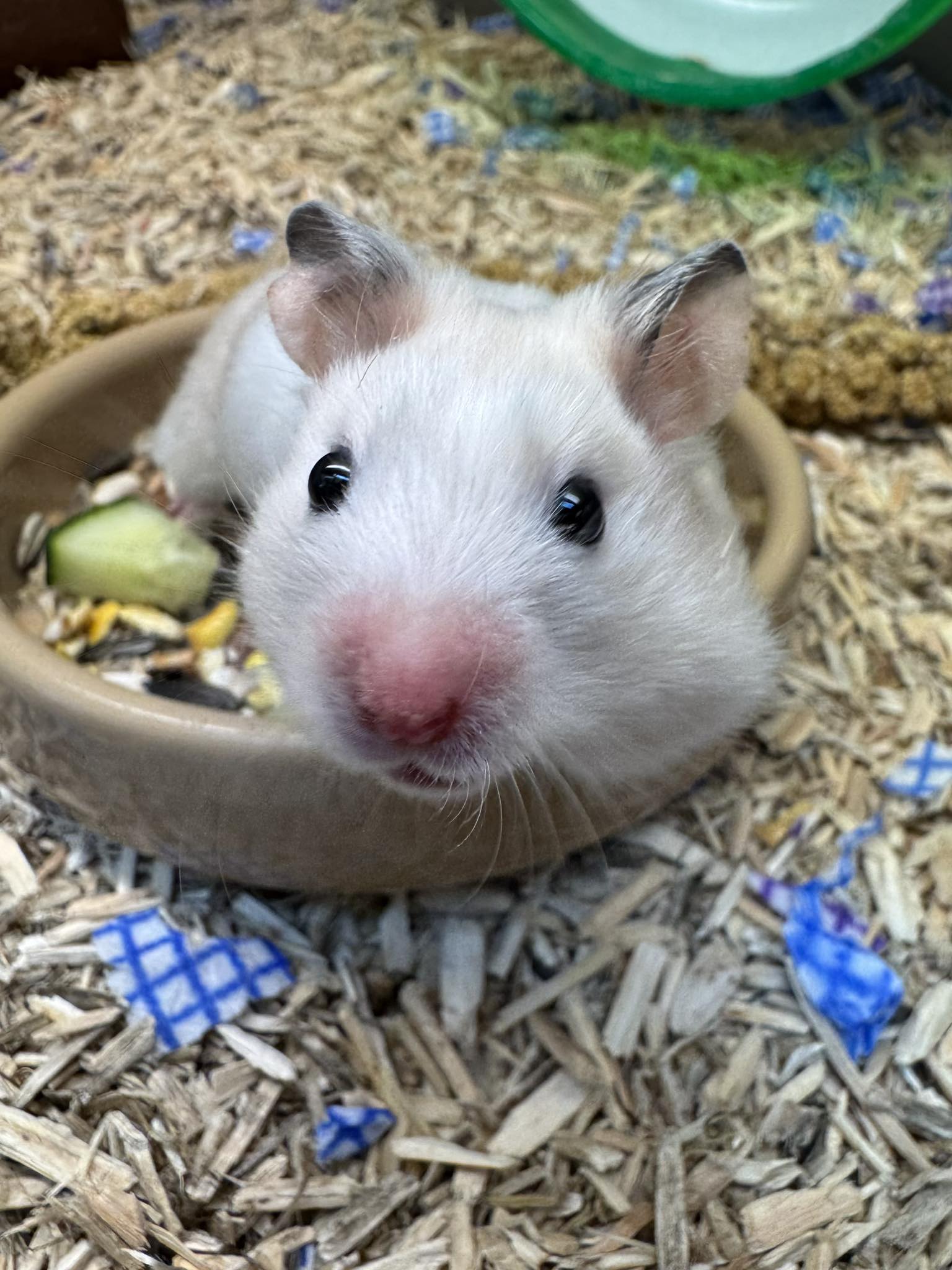 Child Friendly Pets