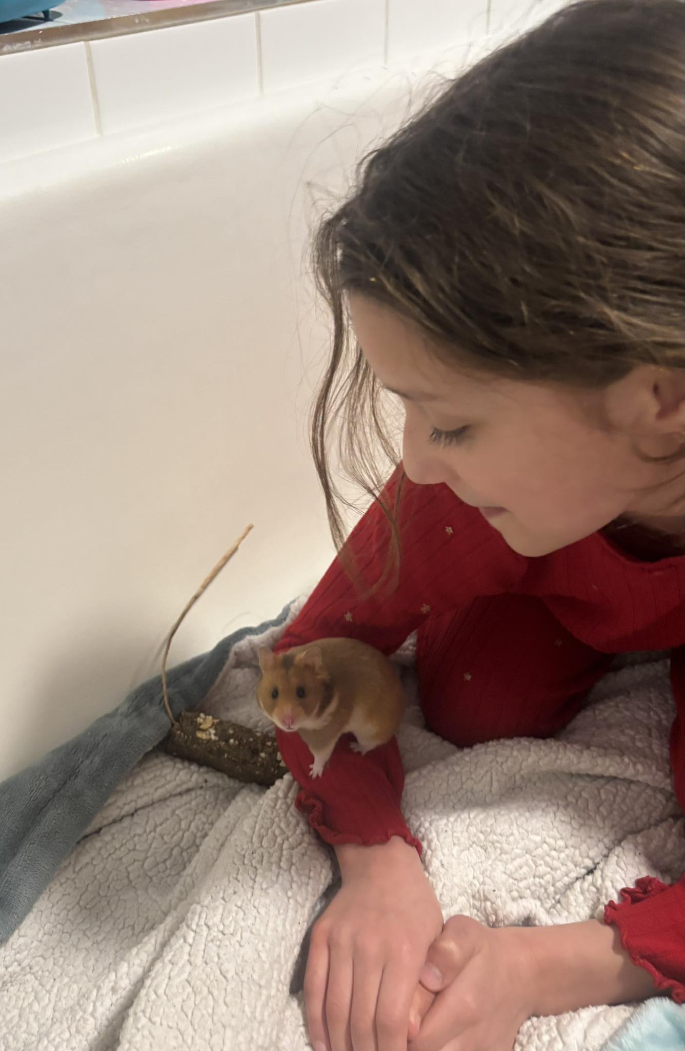 Child bonding with pet hamster in UK family home