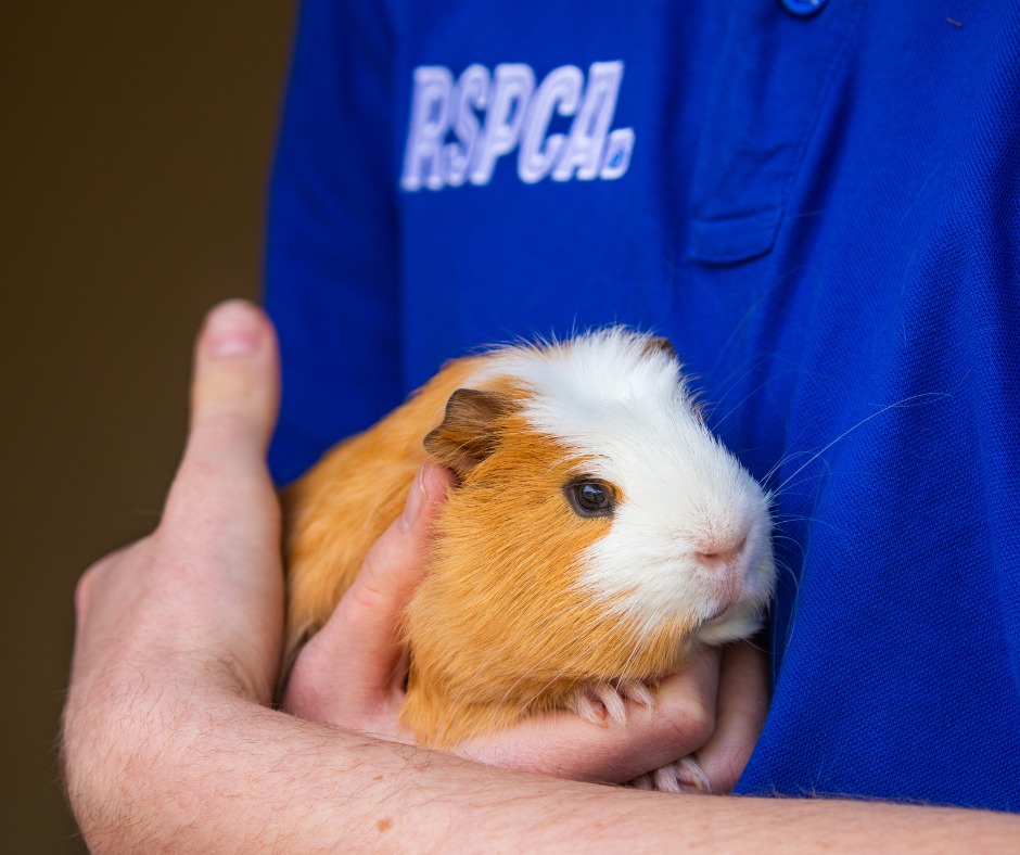 Child handling a guinea pig correctly with adult supervision in a UK home