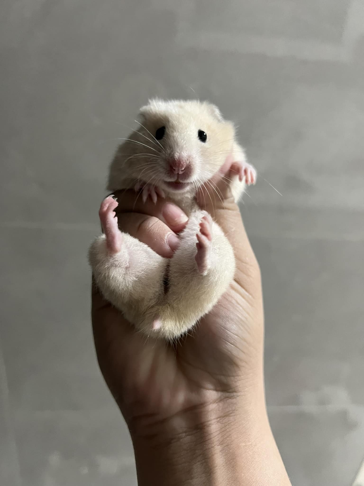 Child handling hamster carefully with adult supervision