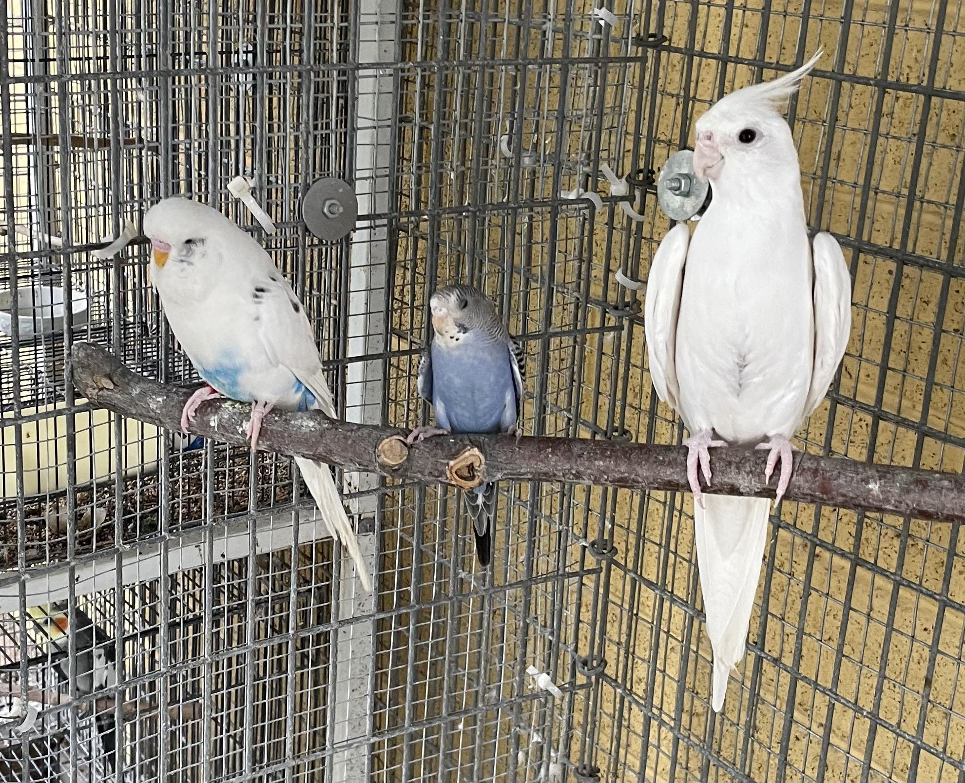 Cockatiel and budgie size comparison for UK pet owners
