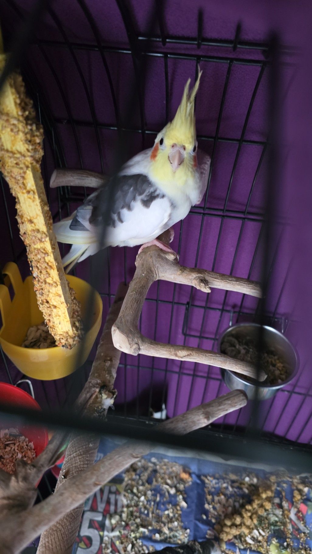Cockatiel cage area showing powder down and seed mess