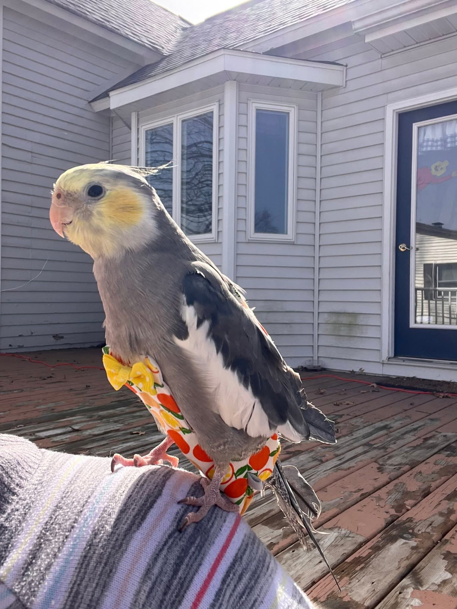Cockatiel calling loudly with crest raised showing alarm