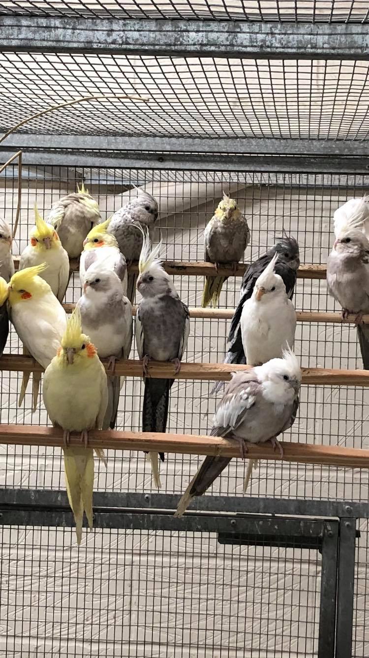 Cockatiel colour mutations — lutino pied pearl whiteface