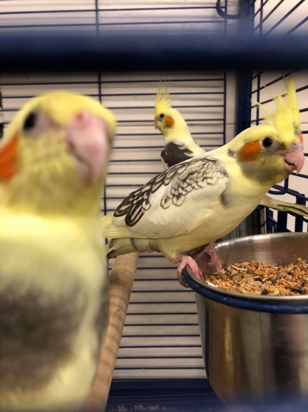 Cockatiel diet — fresh vegetables and seed mix