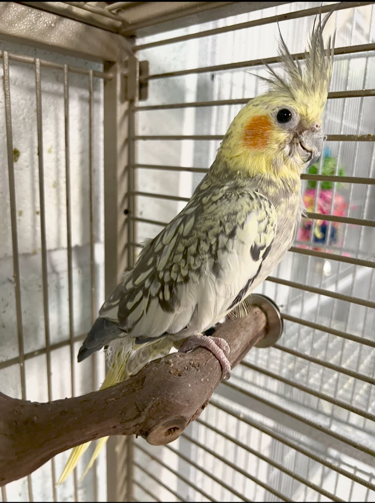 Cockatiel intelligent social bird needing daily stimulation