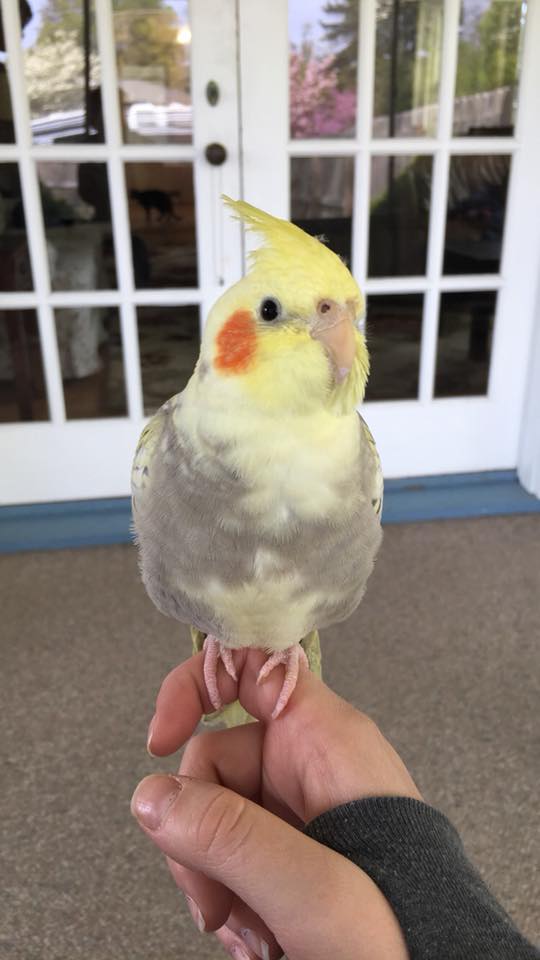 Cockatiel long-lived companion bird UK 15 to 20 years