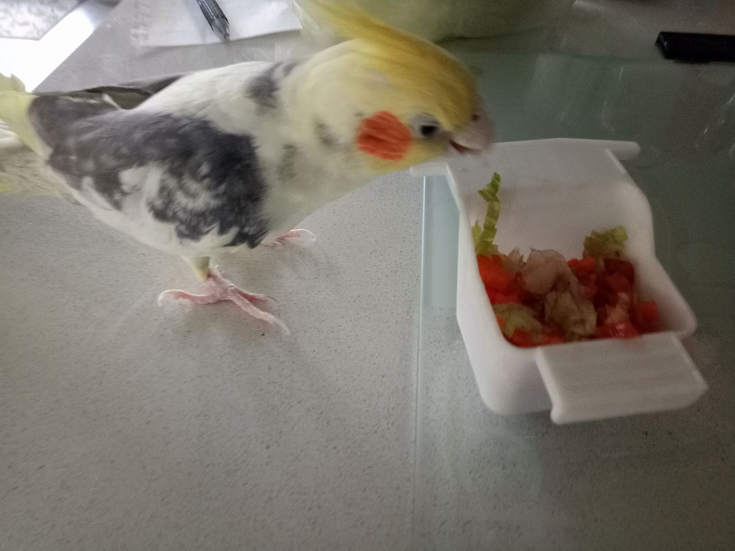 Cockatiel next to untouched food bowl in UK home