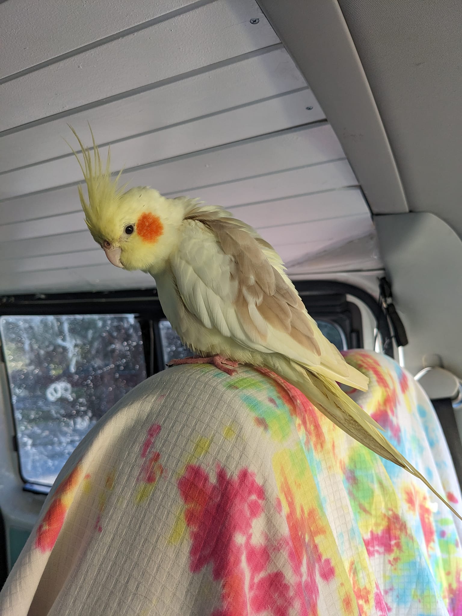 Cockatiel showing stress signs near household disturbance