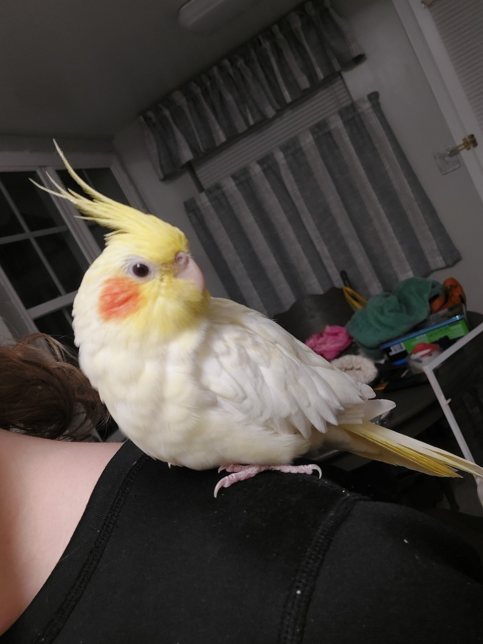 Cockatiel sitting on owner shoulder UK home