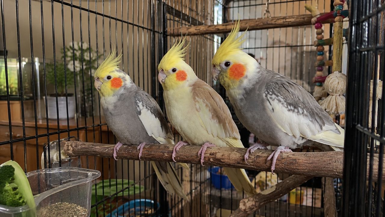 Cockatiel sitting on perch in UK home