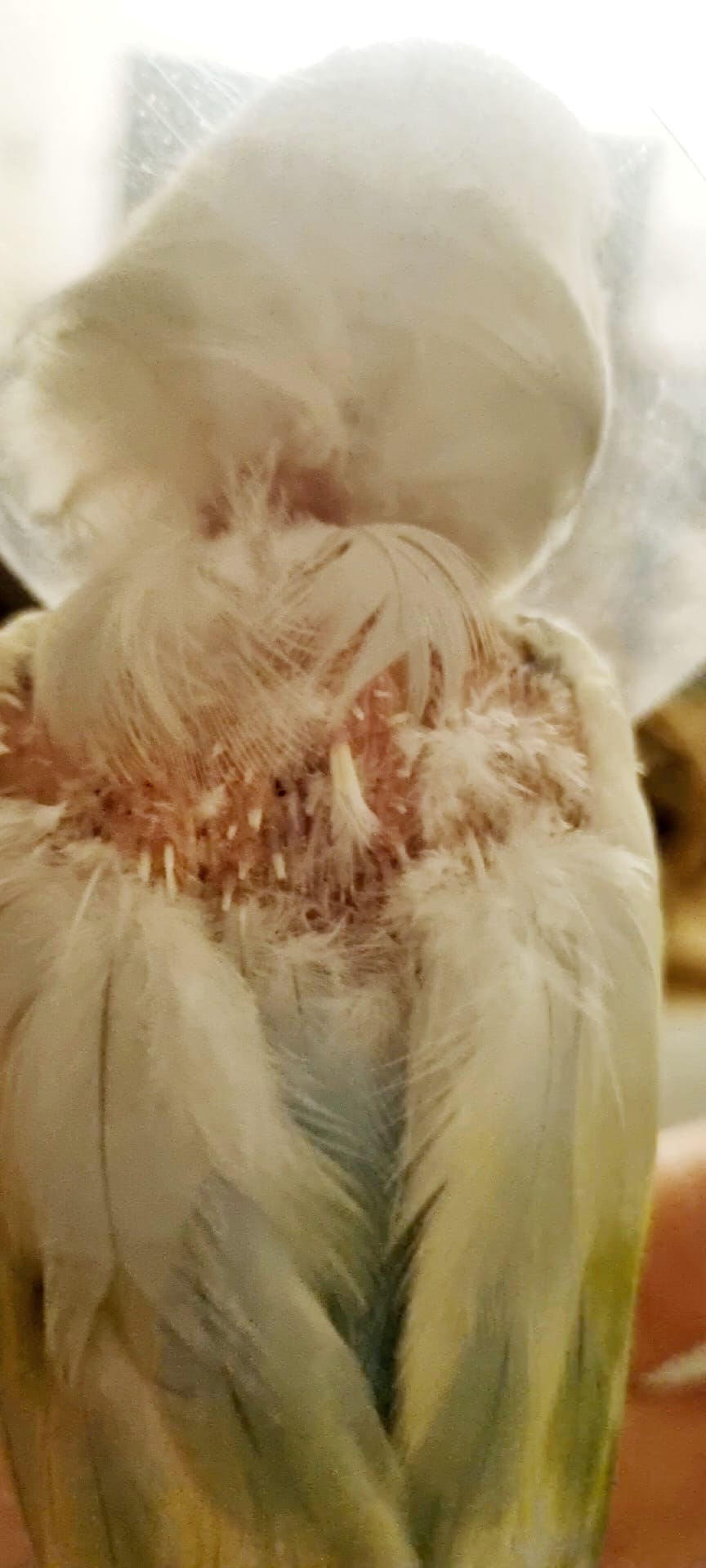 Cockatiel with skin irritation underneath plucked feathers