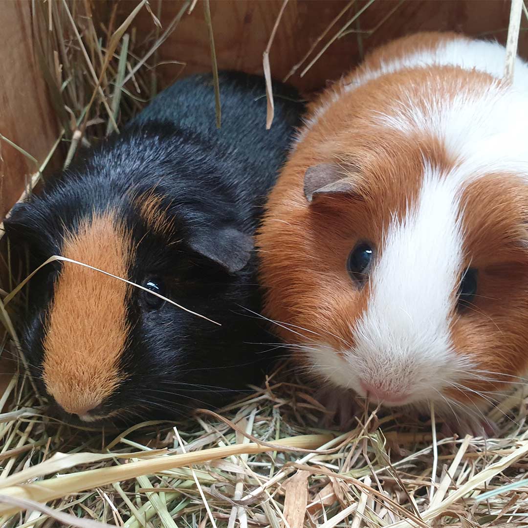 Cold guinea pig huddled in outdoor UK hutch winter danger
