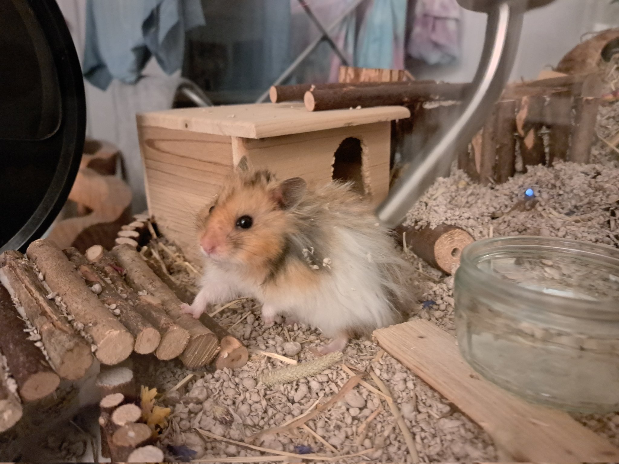 Cold hamster huddled in UK cage during winter torpor