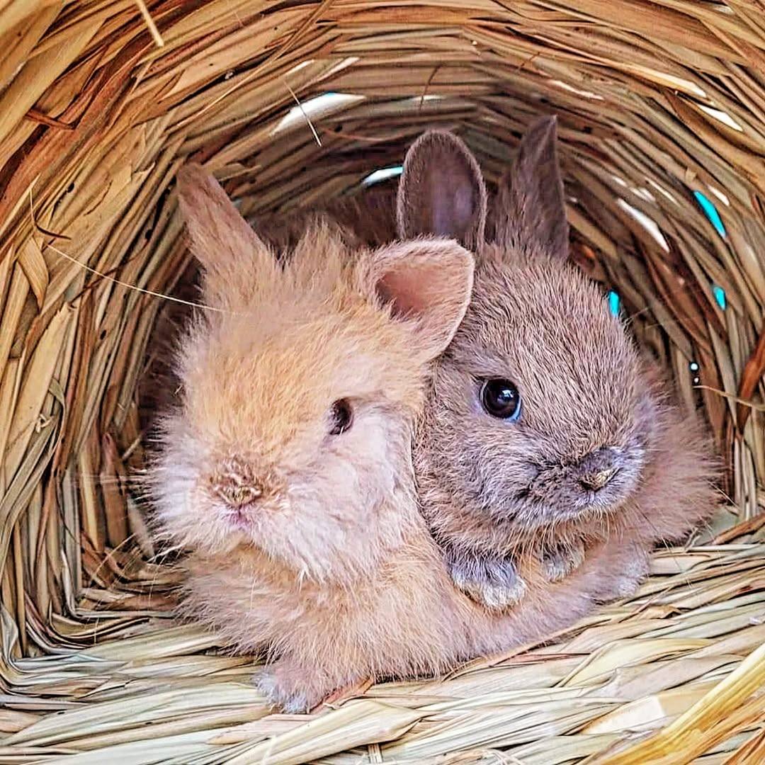 Cold rabbit huddled in outdoor UK hutch during winter