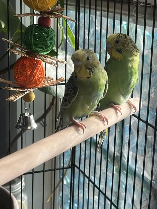 Correct bar spacing budgie cage Uk