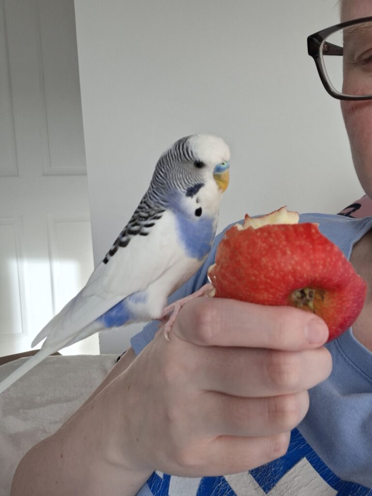 Correct portion size apple slice fingertip for budgie UK
