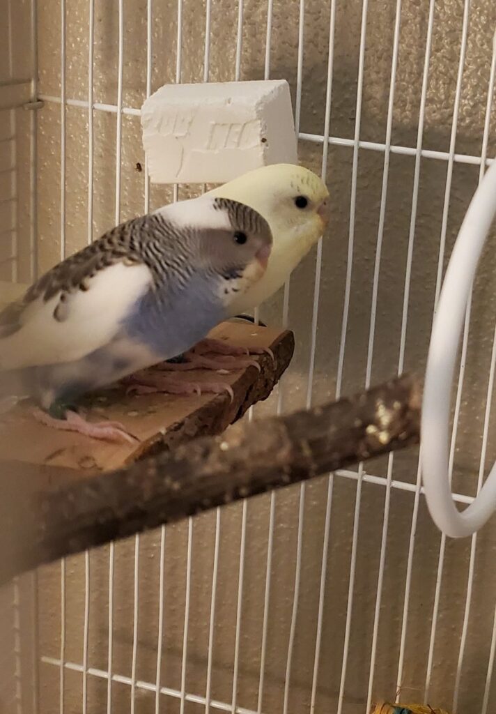 Correct portion size banana slice for budgie UK feeding