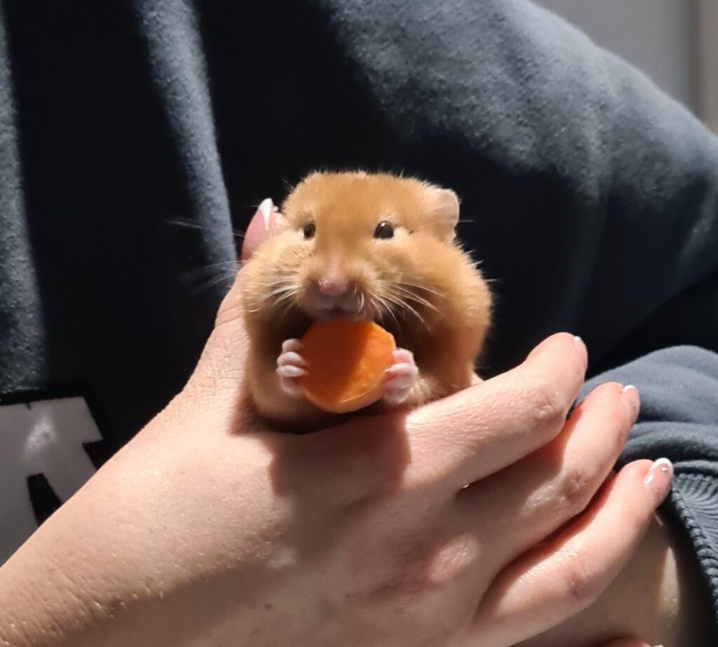 Cupped hands warming hibernating hamster body heat UK 