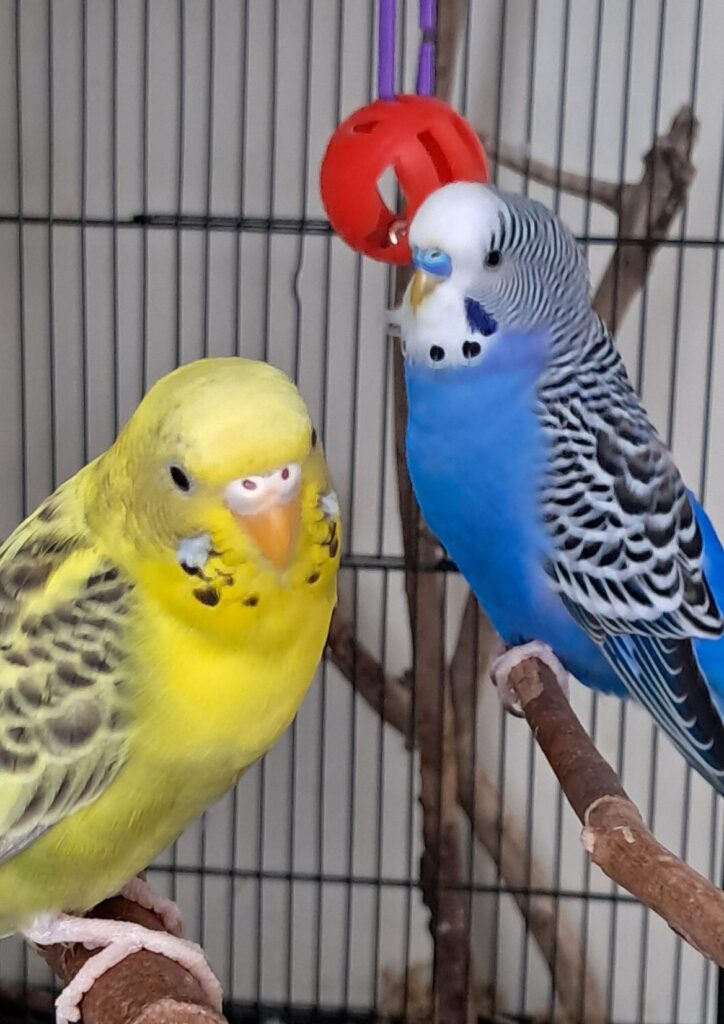 Curious budgie investigating apple first time UK trial