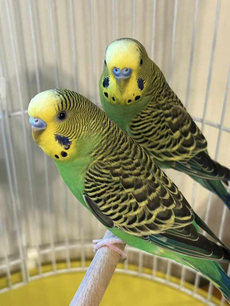 Curious budgie investigating banana first time UK trial